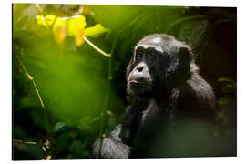 Tableau en aluminium Chimpanzé pensif dans la forêt de Kibale