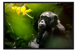 Gerahmter Kunstdruck Nachdenklicher wilder Schimpanse im Kibale Forest