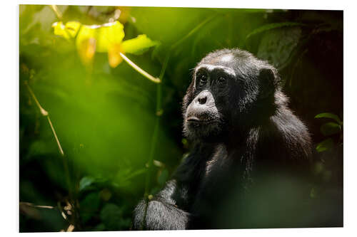 PVC-tavla Thoughtful wild chimpanzee in the Kibale Forest