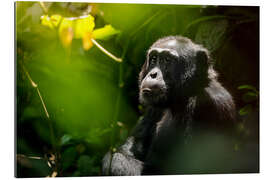 Gallery print Thoughtful wild chimpanzee in the Kibale Forest