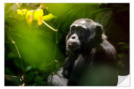 Vinilo para la pared Reflexivo chimpancé salvaje en el bosque de Kibale