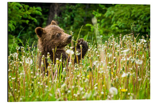 Aluminiumsbilde Little bear between dandelions