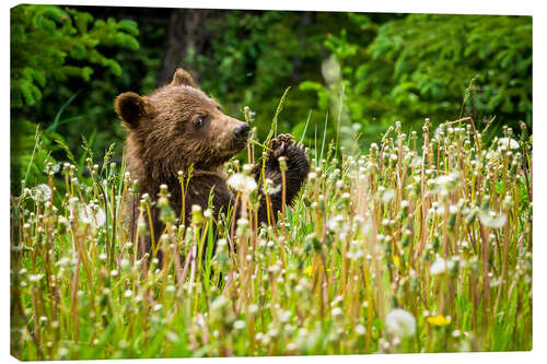 Canvas-taulu Little bear between dandelions