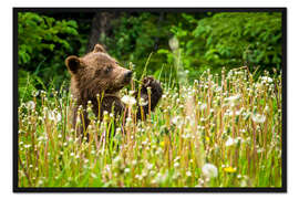 Gerahmter Kunstdruck Kleiner Bär zwischen Pusteblumen