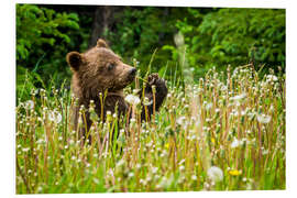 Tableau en PVC Petit ours entre les pissenlits