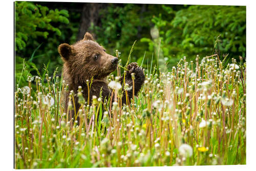 Gallery Print Kleiner Bär zwischen Pusteblumen