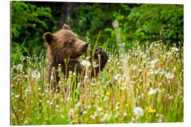 Galleriprint Little bear between dandelions