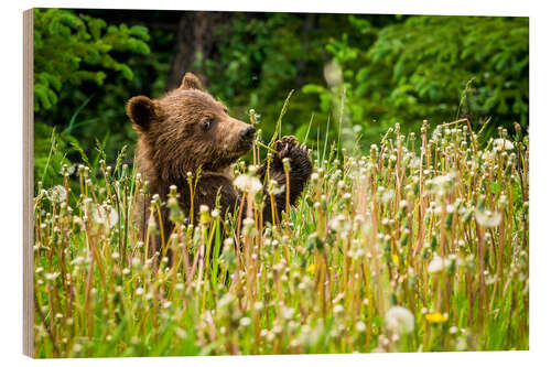 Trebilde Little bear between dandelions