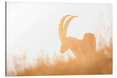 Alubild Steinbock-Silhouette im sommerlichen Gegenlicht