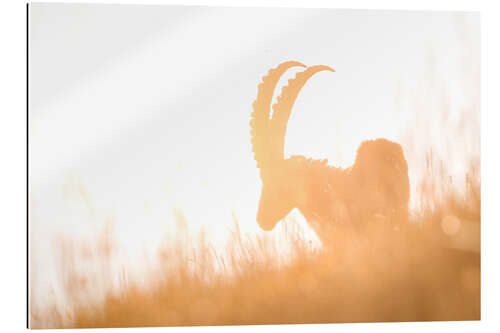 Galleritryck Capricorn silhouette in summer back light