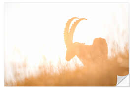 Wall sticker Capricorn silhouette in summer back light