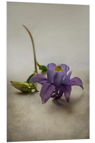 PVC print Still life with violet columbine