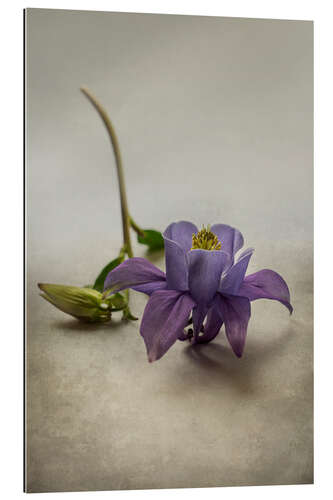 Galleritryk Still life with violet columbine