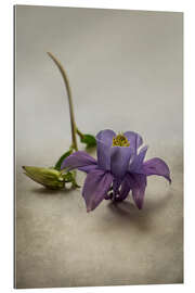 Gallery print Still life with violet columbine