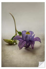 Wall sticker Still life with violet columbine