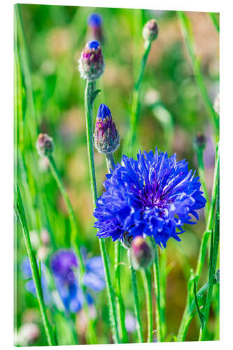 Acrylic print Grain flower