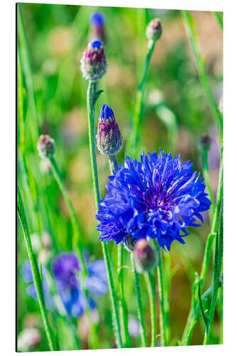 Aluminiumsbilde Grain flower