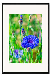 Gerahmter Kunstdruck Kornblume