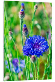 Magnettafel Kornblume