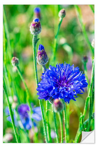 Selvklebende plakat Grain flower