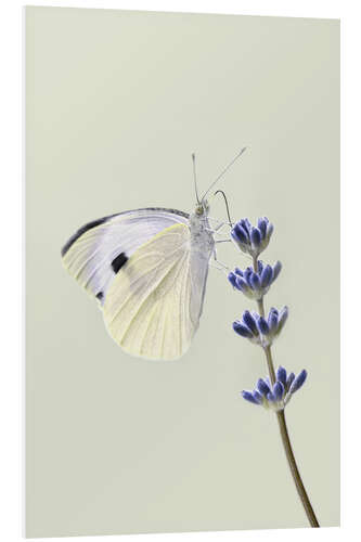 PVC-tavla White butterfly