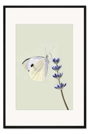 Gerahmter Kunstdruck Weißer Schmetterling