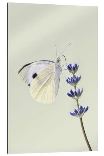 Galleritryck White butterfly