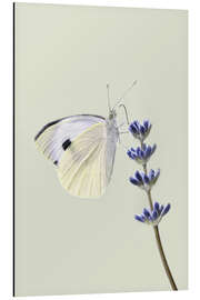 Magnettafel Weißer Schmetterling