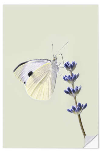 Adesivo murale White butterfly