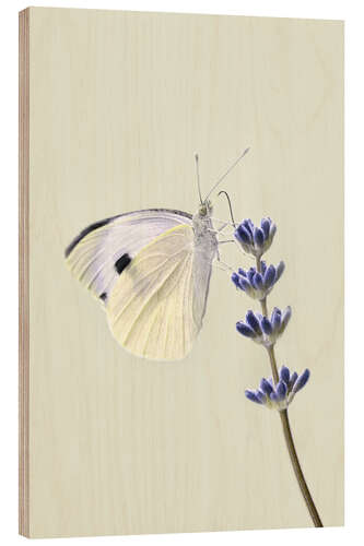 Wood print White butterfly