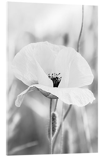 Akrylbillede Poppy Flower II