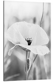 Tableau en aluminium Fleur de coquelicot II