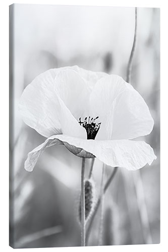 Canvas-taulu Poppy Flower II
