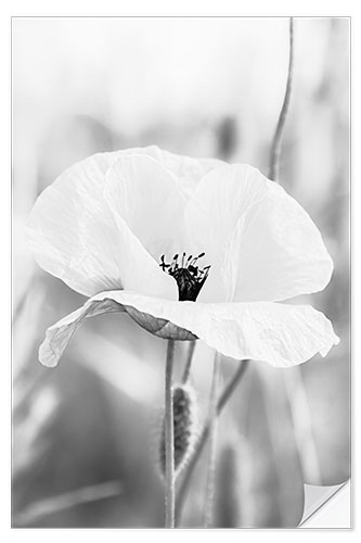 Muursticker Poppy Flower II