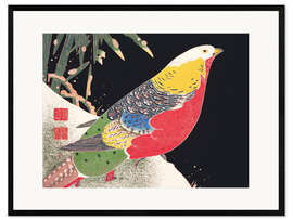 Kehystetty taidepainatus Golden pheasant in the snow