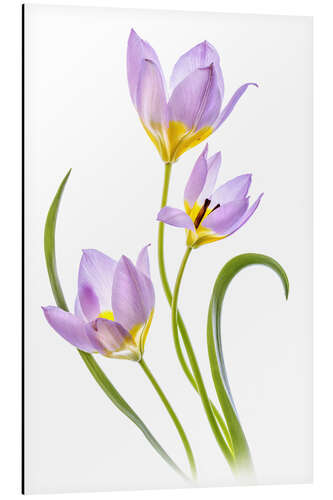 Aluminium print Tulipa Bakeri