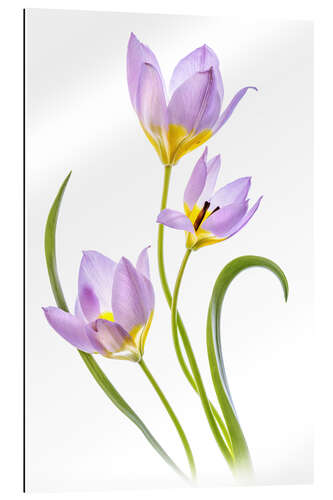 Gallery print Tulipa Bakeri