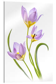 Gallery print Tulipa Bakeri