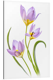 Magnettafel Tulipa Bakeri