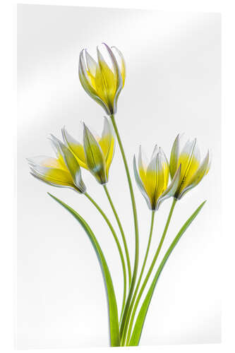 Acrylic print Tulipa Tarda