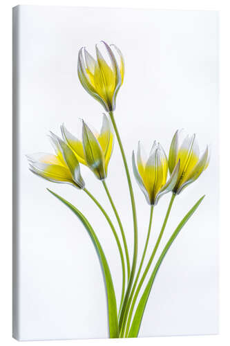 Canvas print Tulipa Tarda