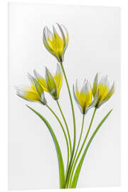 Foam board print Tulipa Tarda