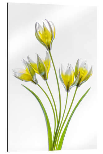 Gallery print Tulipa Tarda