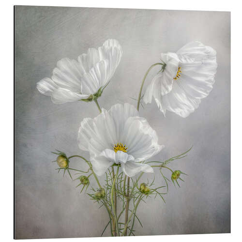 Aluminium print Cosmos Charm