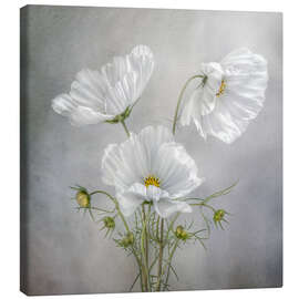 Tableau sur toile Charmants cosmos