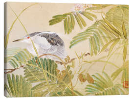 Canvas print Japanese mimosa tree, night heron with black crown