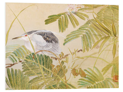 Foam board print Japanese mimosa tree, night heron with black crown