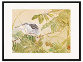 Gerahmter Kunstdruck Japanischer Mimosenbaum, Nachtreiher mit schwarzer Krone