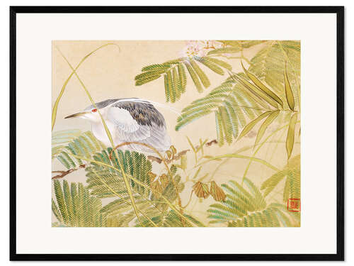 Gerahmter Kunstdruck Japanischer Mimosenbaum, Nachtreiher mit schwarzer Krone