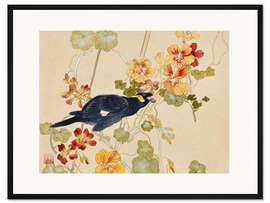 Gerahmter Kunstdruck Indische Kresse &amp; Myna